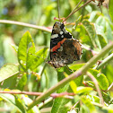 Red Admiral