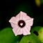 Morning glory