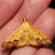 moth
