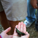 Ruby-throated hummingbird