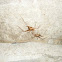 cave cricket