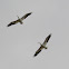 American White Pelican