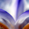 Dream Time in Indigo