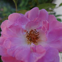 Mini rosa (Mini roses)