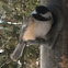 Black Capped Chickadee