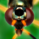 Stilt-legged Fly
