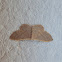 Idaea moth
