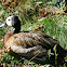 White-faced Whistling Duck