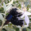 Abejorro carpintero, violet carpenter bee