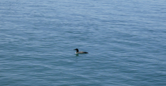 Spotting Image 1