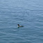 Common Loon