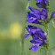 One-sided Penstemon