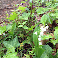 We Care (Northeastern US)