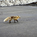 red fox