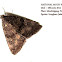 Noctuoidae