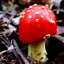 Fly Agaric