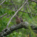 Mourning Dove