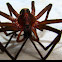 Tropical wandering wolf spider