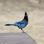 Steller's Jay