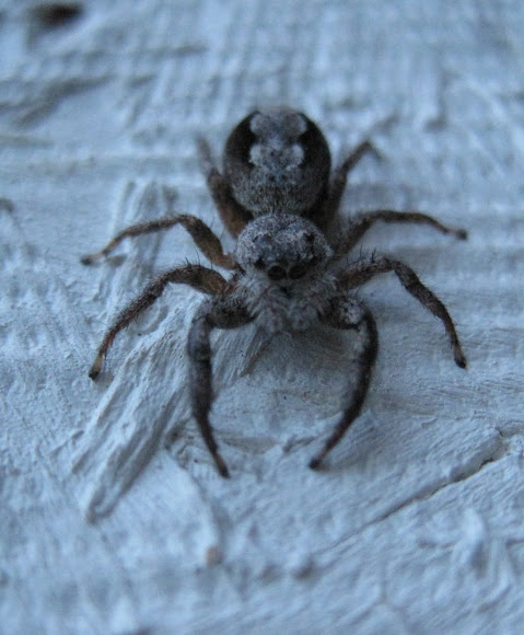 Spotting Image 1