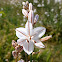 Asfódelo, Branched asphodel