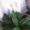 Peace Lilly