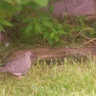 Mourning Dove
