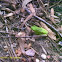 Green tree frog