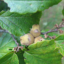 Witch Hazel