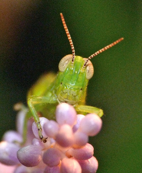 Spotting Image 1