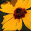 Plains Coreopsis