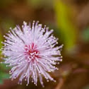 Sensitive Plant