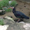 Northern Bald Ibis