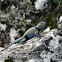 Blue Spiny Lizard
