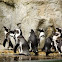 African Penguin