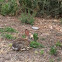 Jack rabbit
