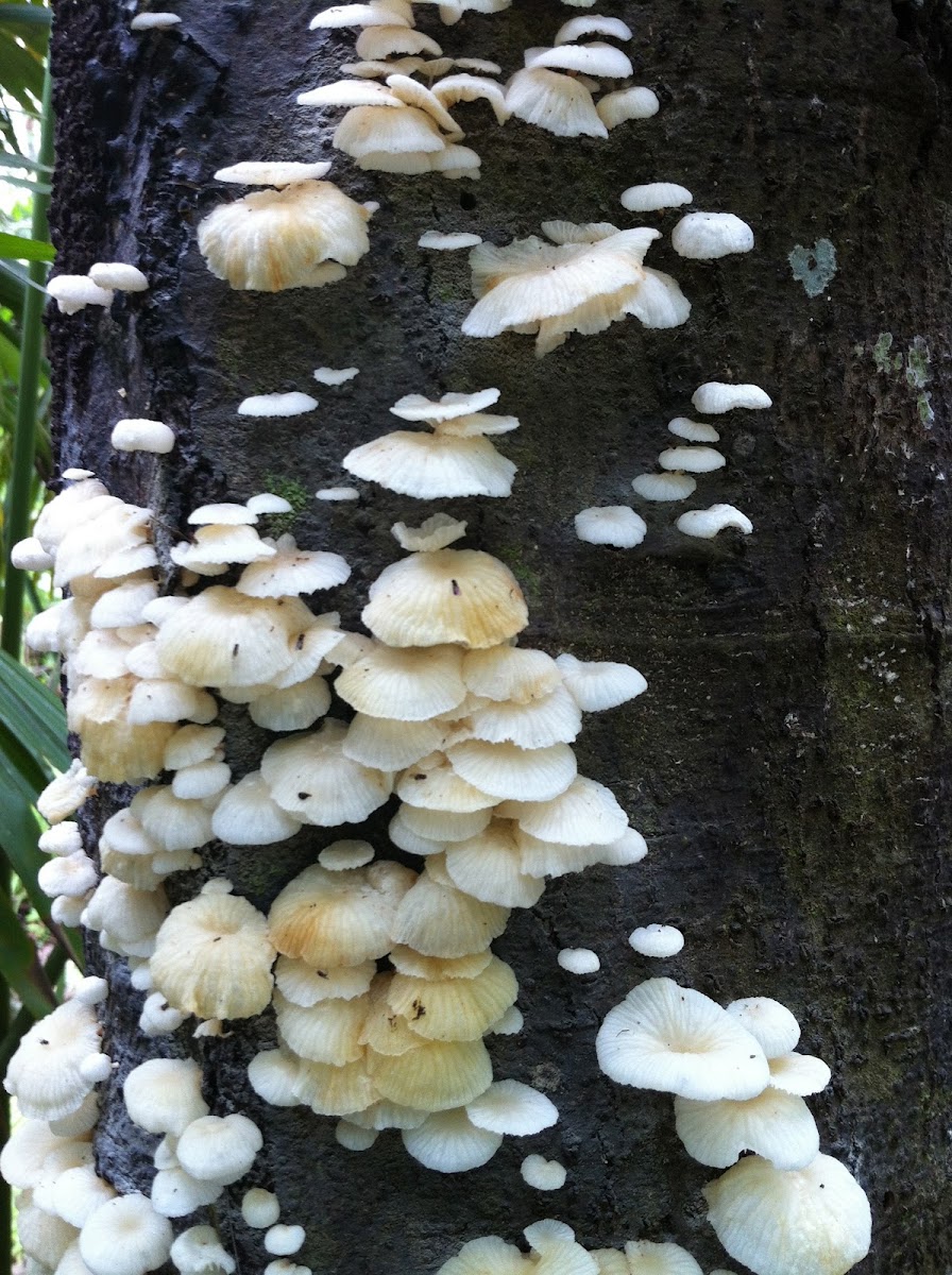 Hongos
