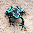 Green and Black Poison dart frog