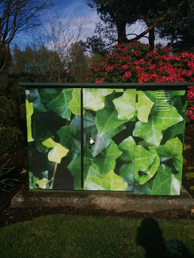 Green Leaves Box