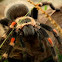 Mexican Flame Knee Tarantula