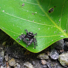 Jumping spider