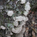 Turkey Tail Fungus