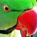 Rose-ringed Parakeet (Indian Ringneck)