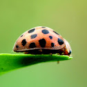 26-spotted Potato Ladybird