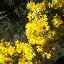Golden Ragwort
