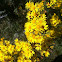 Golden Ragwort