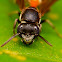Vespid wasp