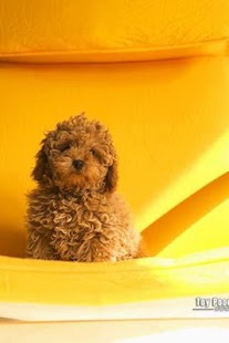 How to install Poodle Puzzle 1.1 mod apk for pc