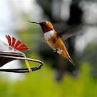 Rufous Hummingbird
