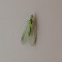 Green Lacewing